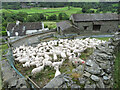 NY4003 : Sheep near Troutbeck by Gareth James