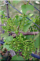 Woodchester Valley Vineyard - grapes