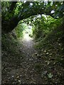 Footpath through woods to east of Nankilly Farm