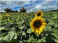 SK3275 : A field of sunflowers by Graham Hogg