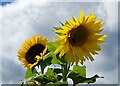 SK3275 : Giant sunflowers by Graham Hogg