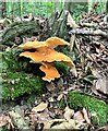 Chicken of the Woods Fungus