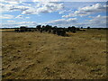 Cattle in a parched landscape