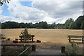 SU8956 : Brown Grass in Frimley Lodge Park by Des Blenkinsopp