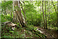 Path through the woodland at Cromarty