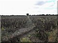 Path across a field of beans