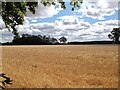 Golden fields near Shepherd