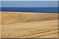 A barley field near Woodend