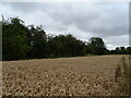 Cereal crop and hedgerow, Benson