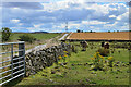 Cattle near Byrewalls