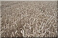 TF0105 : Fields of straw by Bob Harvey
