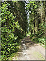 Forest road and bridleway heading north