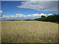 Wheat field near Braunston in Rutland