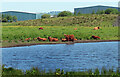 Cattle at Longbar Pool