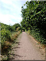 Path, Frickley Country Park