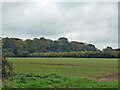 Field south of East Lane