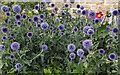 Echinops flowers