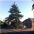 Cedar, Bennetts Road North, Keresley