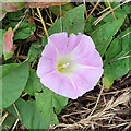 Hairy Bindweed (Calystegia pulchra)