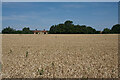 Wheat field by Woodloes Farm