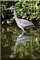 Heron seen across Worcester and Birmingham Canal