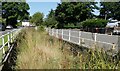 Overgrown watercourse