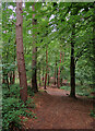 Path through Rigg Wood, Skelton