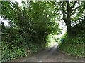 Hedge-lined road to Nether Stowey