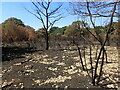 Fire damage on Bostall Heath