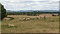 Sheep at Forthampton