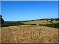 Three Corner Field/Brook Meadow