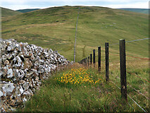 NT1216 : Dyke and Fence between Garelet Dod and Din Law by wrobison