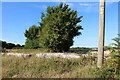 Field and trees by Bullock