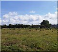 Pasture off the A4080 at Newborough