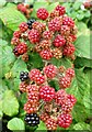 Blackberries, Ham Road, Faversham