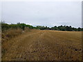 Stubble and a field edge