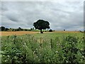 Farmland south of Stourbridge