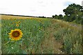 TL2637 : Sunflowers by the bridleway by Philip Jeffrey