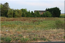 TF4306 : Wild flower meadow by Cromwell Road south of Wisbech by David Howard