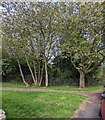 Tree-lined path edge, Pentwynmawr