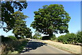 Large sycamore, Belvoir Road