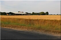 TF4913 : Farm by West Drove North, Walton Highway by David Howard