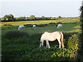 Summer Evening, Bower Hinton, Somerset