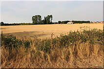 TF5119 : Field by Lynn Road, Walpole Cross Keys by David Howard