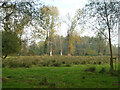 Meadow by River Stour, Sudbury