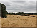 Farmland at West Hagley