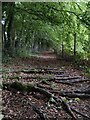 Footpath at Axborough Wood