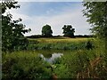 Trees on the south bank of the River Avon at Pensham