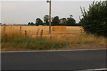 TF4415 : Field by Sutton Road, Newton by David Howard