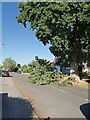 Fallen oak branch in Moggs Mead